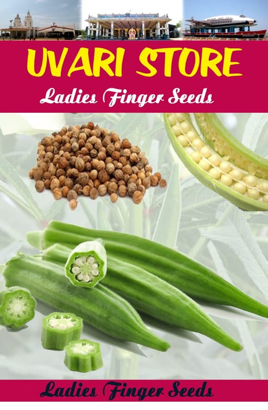 UVARI Gardening Country Ladies Finger Seeds 1 Pack Bio_54 - 20 seeds
